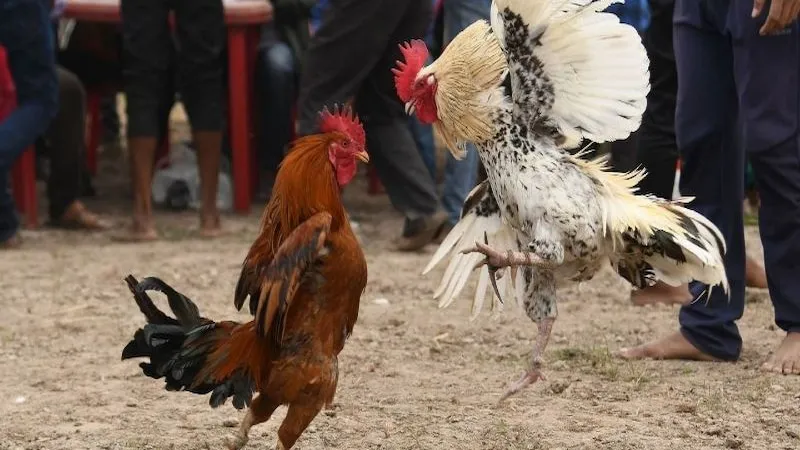 Các hình thức vào cược đá gà hiện nay