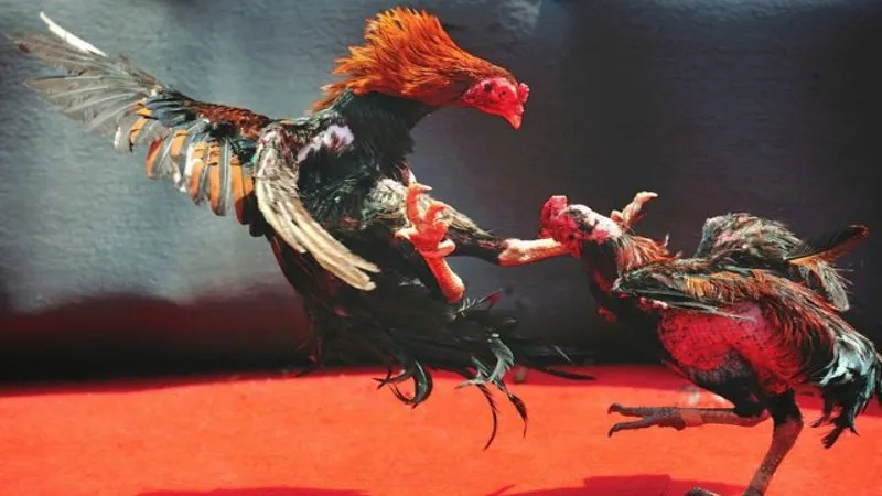 Cách vào chơi đá gà Campuchia cơ bản