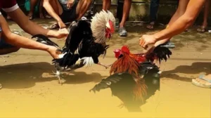 Đá gà Campuchia là gì?