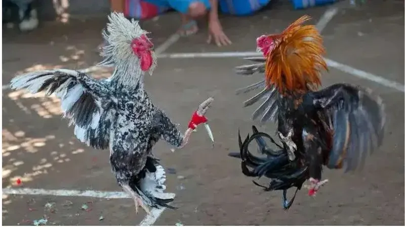 Đặc điểm riêng biệt trong gà cựa sắt