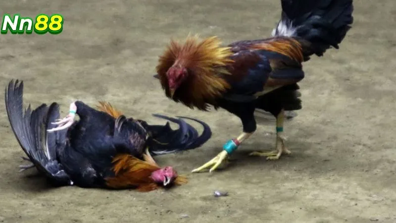 Đá gà NN88 Đá gà NN88